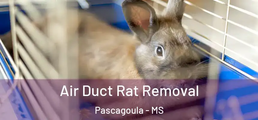 Air Duct Rat Removal Pascagoula - MS