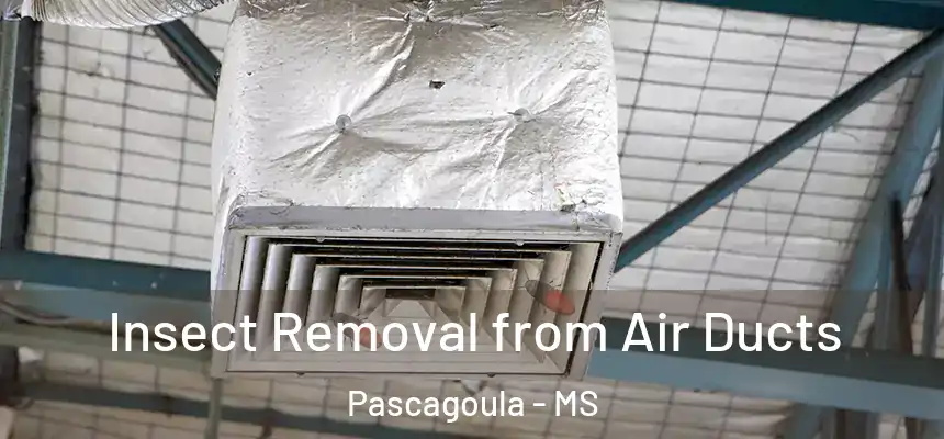  Insect Removal from Air Ducts Pascagoula - MS